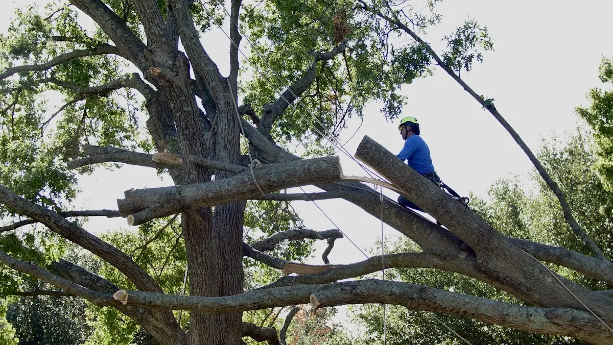 Professional Crown Thinning performed by certified arborists in Quincy